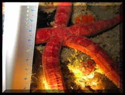 Etoile de mer tubulaire rouge (Copidaster lymani)  IMG_7196.JPG (56581 octets)
