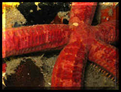 Etoile de mer tubulaire rouge (Copidaster lymani)  IMG_7197b.jpg (54907 octets)