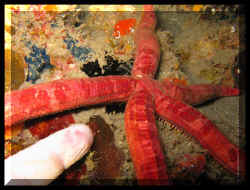 Etoile de mer tubulaire rouge (Copidaster lymani)  IMG_7198.JPG (64661 octets)
